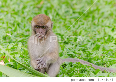 Thai monkey in public park,selective focus point Thai monkey in public park,selective focus point 19681071