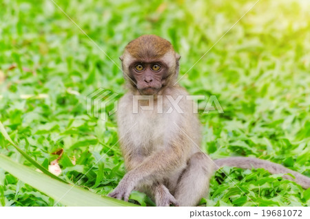 Thai monkey in public park,selective focus point Thai monkey in public park,selective focus point 19681072