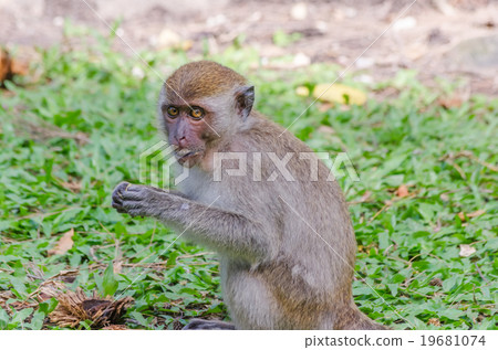 Thai monkey in public park,selective focus point Thai monkey in public park,selective focus point 19681074