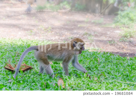 Thai monkey in public park,selective focus point 19681084
