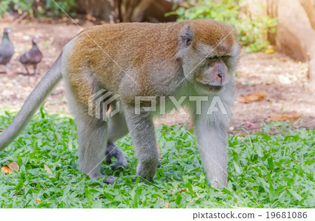 Thai monkey in public park,selective focus point Thai monkey in public park,selective focus point 19681086