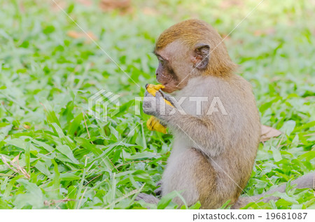 Thai monkey in public park,selective focus point Thai monkey in public park,selective focus point 19681087