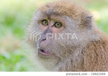 Thai monkey in public park,selective focus point Thai monkey in public park,selective focus point 19681089