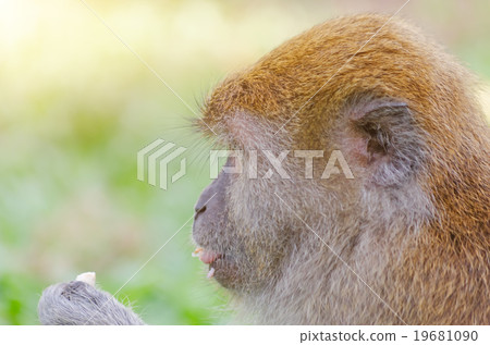 Thai monkey in public park,selective focus point Thai monkey in public park,selective focus point 19681090