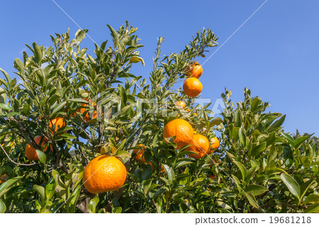 Mandarin orange  19681218