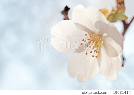 櫻花 19681414