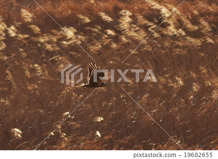 Chow hawk reed Chow hawk reed 19682655