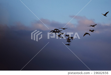 鸕鶿群 鸕鶿群 19682656