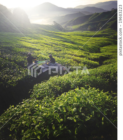 Tea Pickers Agriculture Growth Harvest Plantation Concept 19683223