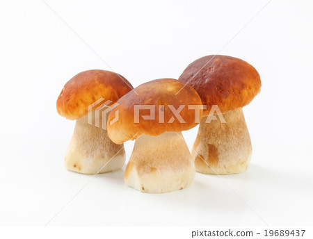 Fresh edible mushrooms 19689437