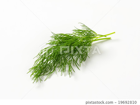 Fresh dill weed 19692810