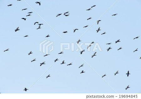 禮儀舞蹈 19694845