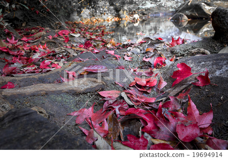 Red maple leaf Red maple leaf 19694914