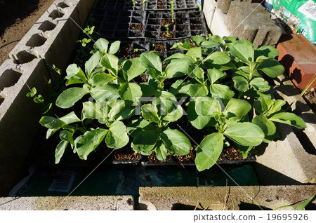 蠶豆 蠶豆 19695926