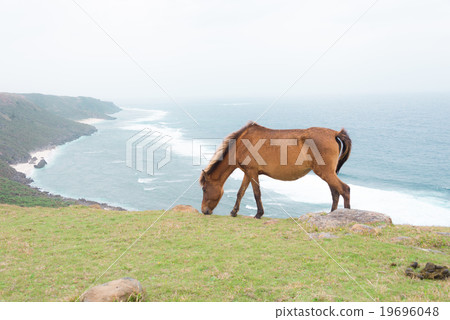 Yonaguniuma 19696048