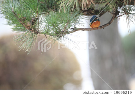 Kingfish lurking in a pine tree Kingfish lurking in a pine tree 19696219