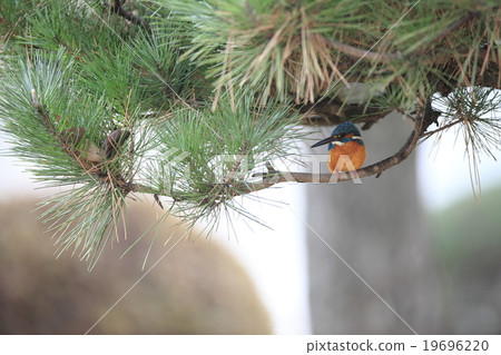 Kingfish lurking in a pine tree Kingfish lurking in a pine tree 19696220