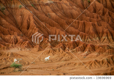 Sheep lamb in the middle of dry sand stone rock Sheep lamb in the middle of dry sand stone rock 19696969