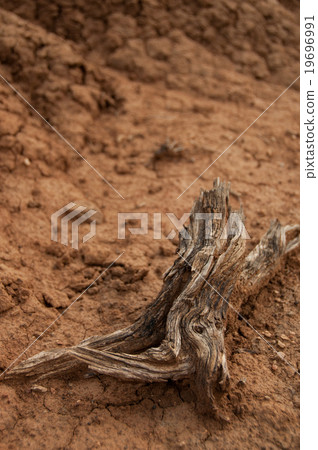 Closeup of wood branch on sand in hot dry desert Closeup of wood branch on sand in hot dry desert 19696991