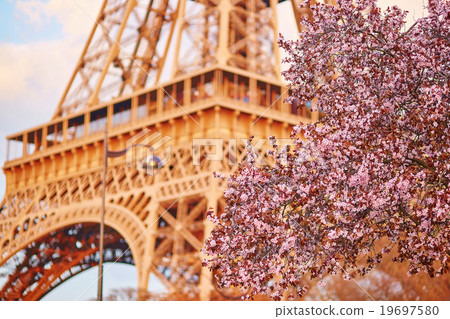 Beautiful cherry blossom tree and the Eiffel Tower. Focus on flowers 19697580