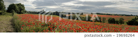 English countryside full of poppies Cotswolds English countryside full of poppies Cotswolds 19698264