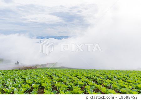 cabbage field with mist cabbage field with mist 19698452