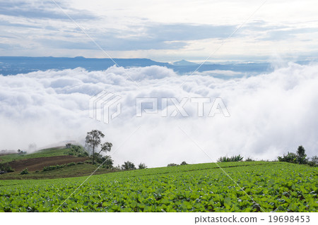 texture of the field with the fog 19698453