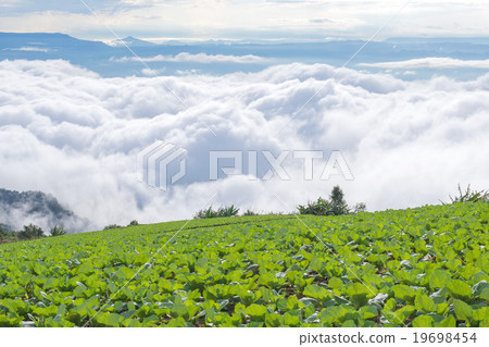 texture of the field with the fog texture of the field with the fog 19698454