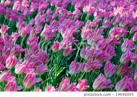 pink tulips background pink tulips background 19698895