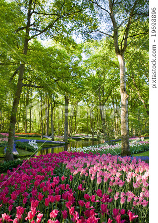 Colorful blooming tulips in Keukenhof park Colorful blooming tulips in Keukenhof park 19698896