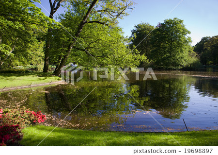 Colorful blooming tulips in Holland Colorful blooming tulips in Holland 19698897