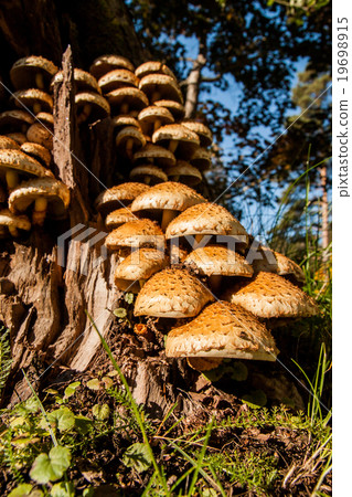 Armillaria fungus in tree 19698915