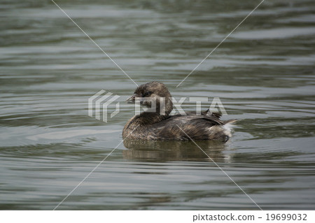 Obi haki brevis Obi haki brevis 19699032