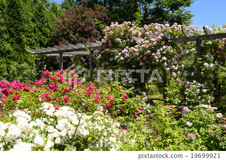 Rose garden 19699921
