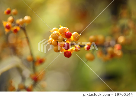 Cute cod roe 19700144