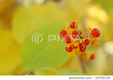 Cute cod roe 19700150