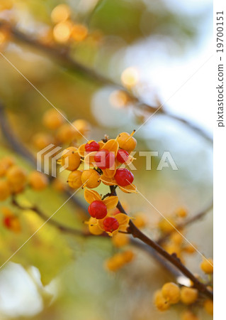 Cute cod roe 19700151