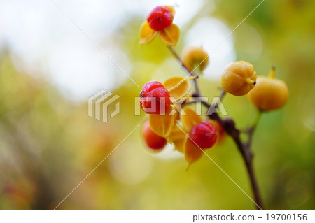 Cute cod roe 19700156