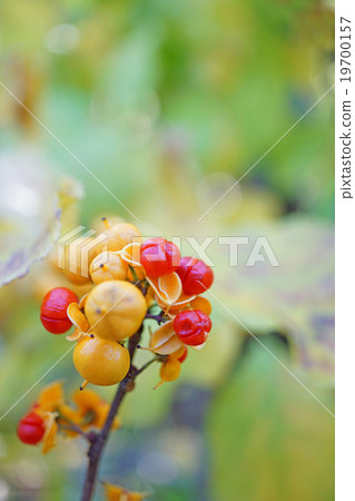 Cute cod roe Cute cod roe 19700157
