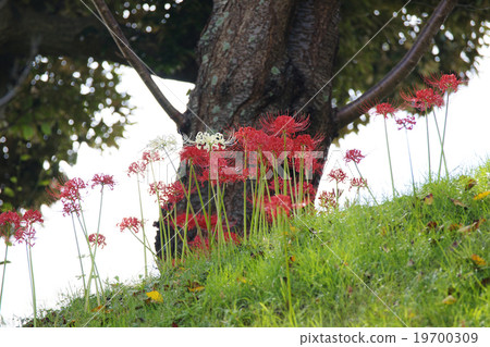 Cluster amaryllis 19700309