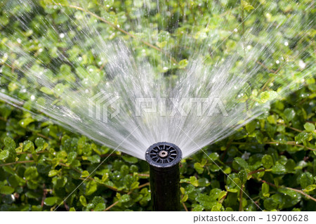 sprinkler head watering the bush and grass sprinkler head watering the bush and grass 19700628