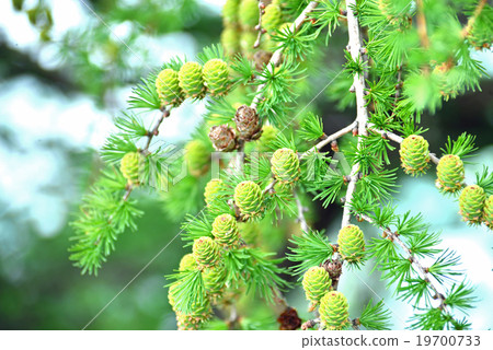 Larch trees Larch trees 19700733
