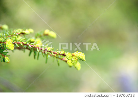 Buds of fresh green Buds of fresh green 19700738