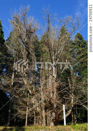 Great ginkgo of Ginkgo's tree stand Akita prefecture Yokote-shi 19700911