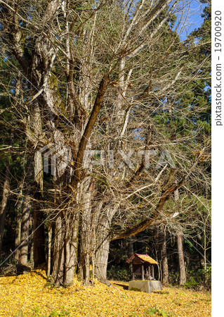 Great ginkgo of Ginkgo's tree stand Akita prefecture Yokote-shi 19700920