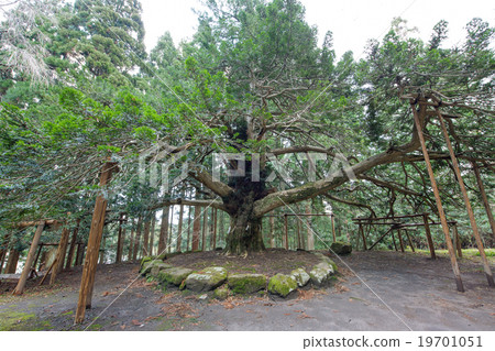 Manshin Shrine Mushroom tree Akita prefecture natural monument 19701051