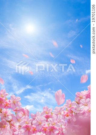 Cherry blossoms and flowers snow 19701106