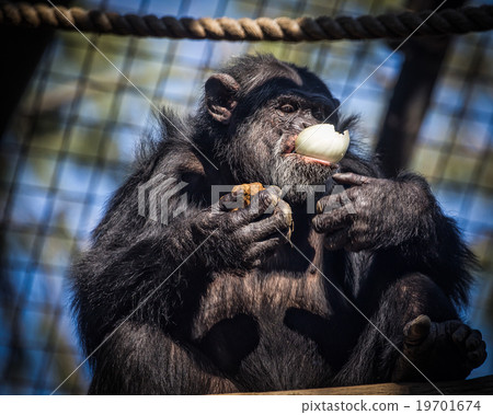Chimpanzee and His Onion Chimpanzee and His Onion 19701674