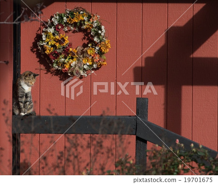 Christmas Wreath Cat Christmas Wreath Cat 19701675