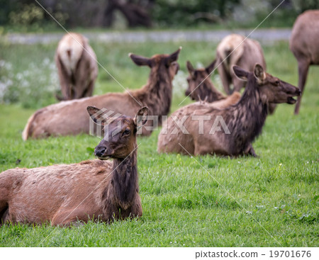 California Coastal Elk California Coastal Elk 19701676